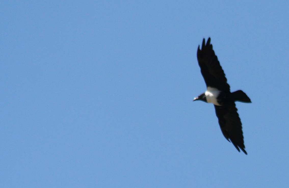 Pied Crow (Corvus albus) Cape Town, Groot Constantia