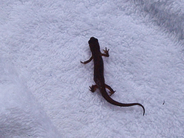 Salamandrida - True Salamanders and Newts