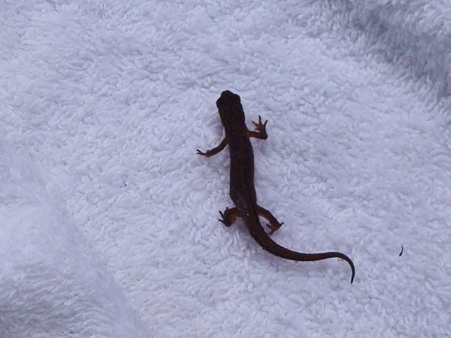 Smooth Newt (Lissotriton vulgaris) (sub adult) Heiloo