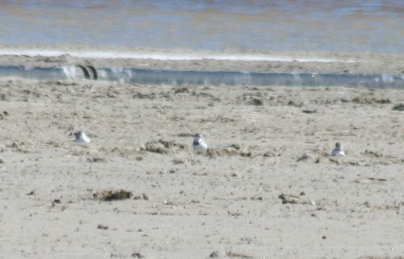 Chestnut-banded Plover (Anarhynchus pallidus) South Africa - Western Cape