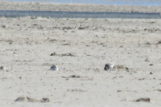 Chestnut-banded Plover (Anarhynchus pallidus) South Africa - Western Cape