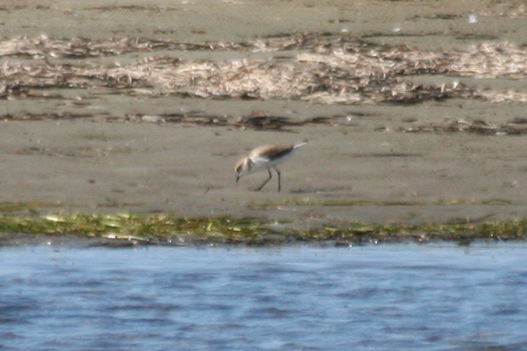 Greater Sand Plover (Anarhynchus leschenaultii) Greece - Mesolongi Lagoon NP