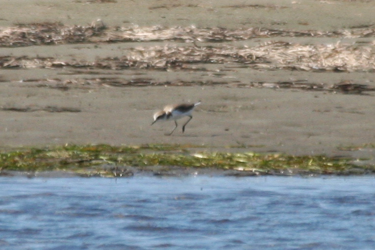 Greater Sand Plover (Anarhynchus leschenaultii) Greece - Mesolongi Lagoon NP