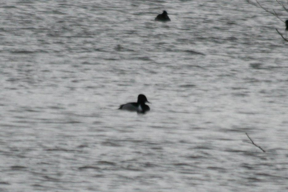 Ring-necked Duck (Aythya collaris) Adult male - Vlaardingen, Broekpolder De Ruigte