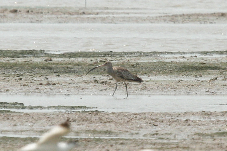 Far Eastern Curlew (Numenius madagascariensis) Hong Kong, Mai Po Nature Reserve