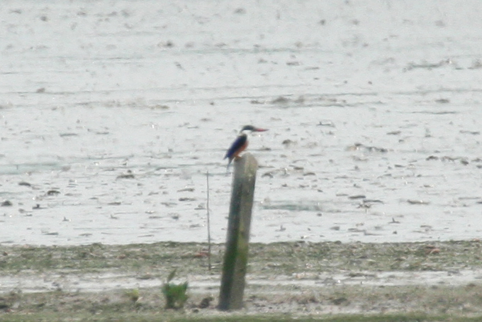 Black-capped Kingfisher (Halcyon pileata ) Hong Kong - Mai Po Nature Reserve