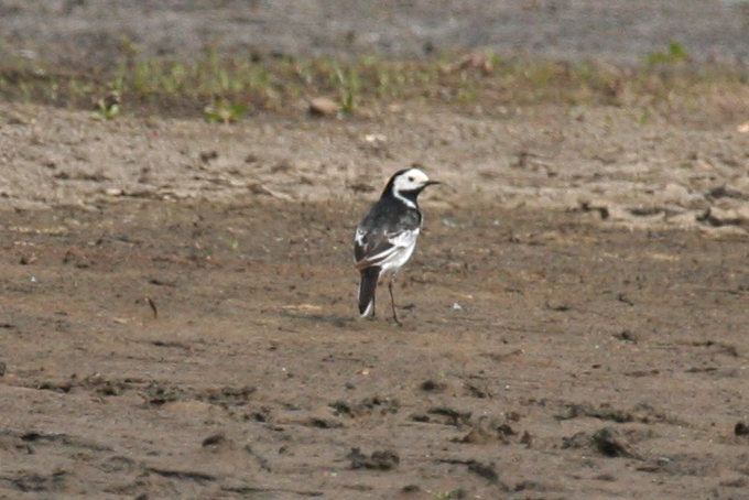 Pied Wagtail (Motacilla alba yarrellii) De Ronde Venen - Waverhoek 