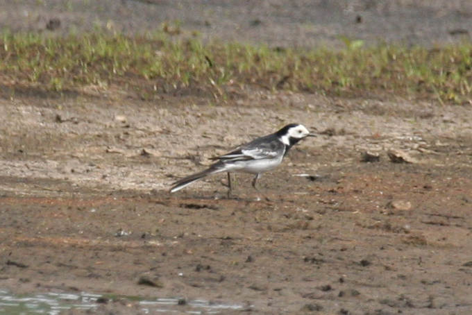 Pied Wagtail (Motacilla alba yarrellii) De Ronde Venen - Waverhoek
