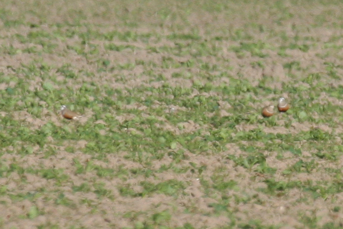 Eurasian Dotterel (Charadrius morinellus) Texel - Eierland