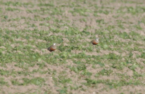Eurasian Dotterel (Charadrius morinellus) Texel - Eierland