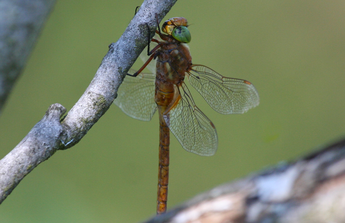 Green-eyed Hawker (Aeshna isoceles) Hungary - Kiskunsági NP, Lake Kolon