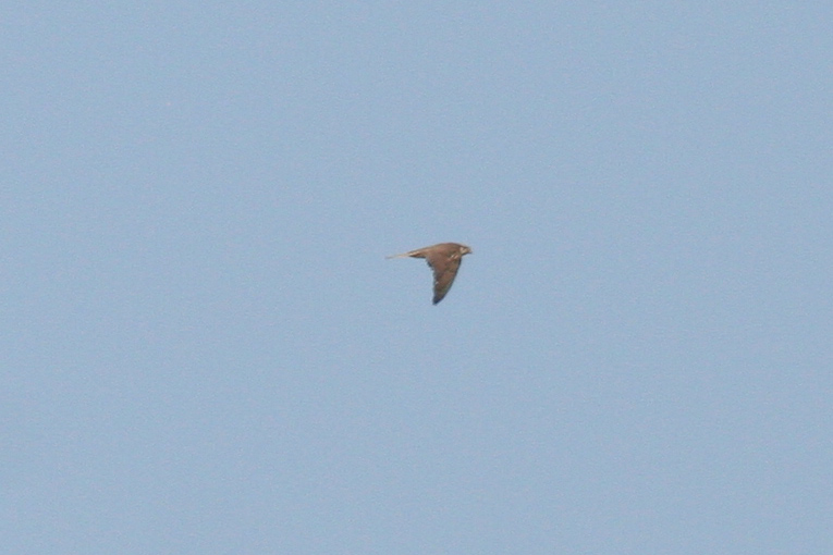 Saker Falcon (Falco cherrug) Hungary - Kiskunsag N.P. Apaj poesta
