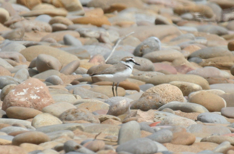 Kentish Plover (Charadrius alexandrinus) Morocco - Tamri estuary 