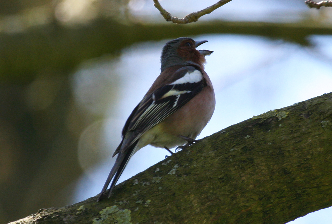 Common Chaffinch (Fringilla coelebs) Amstelveen - Middelpolder