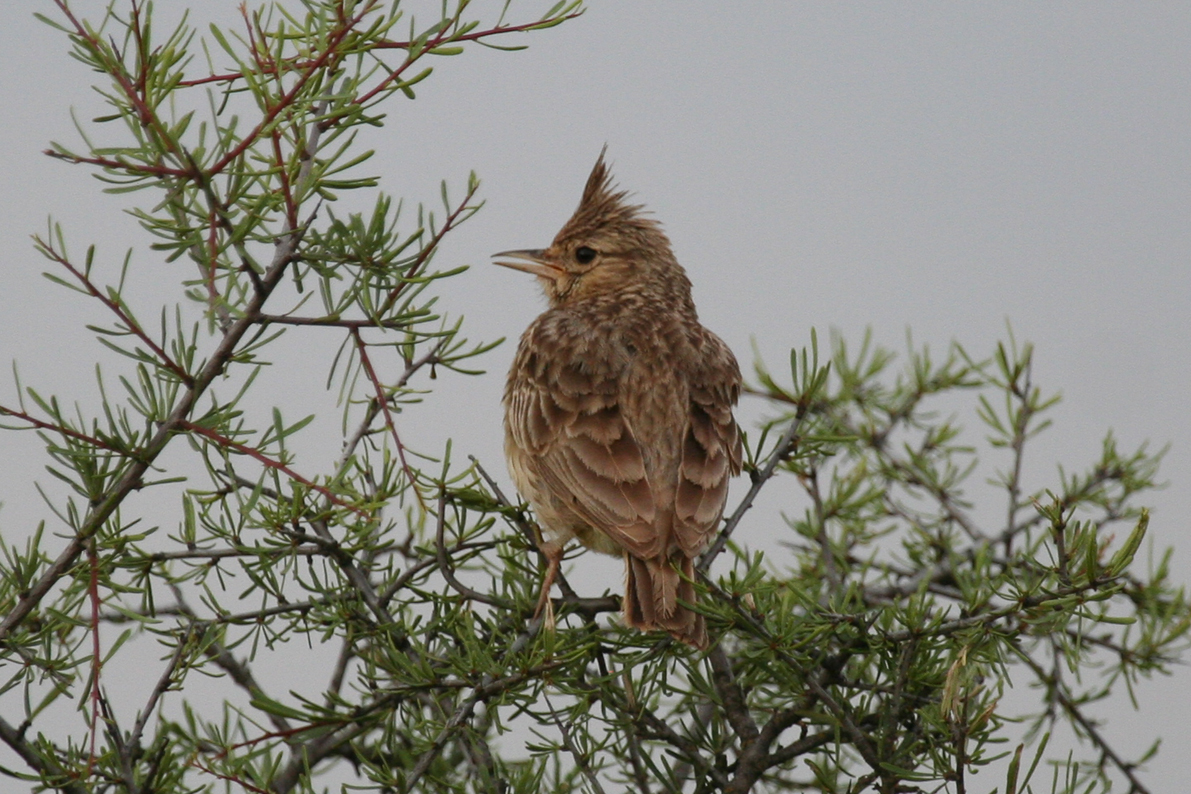 Crested Lark (Galerida cristata) Aragon - Los Monegros