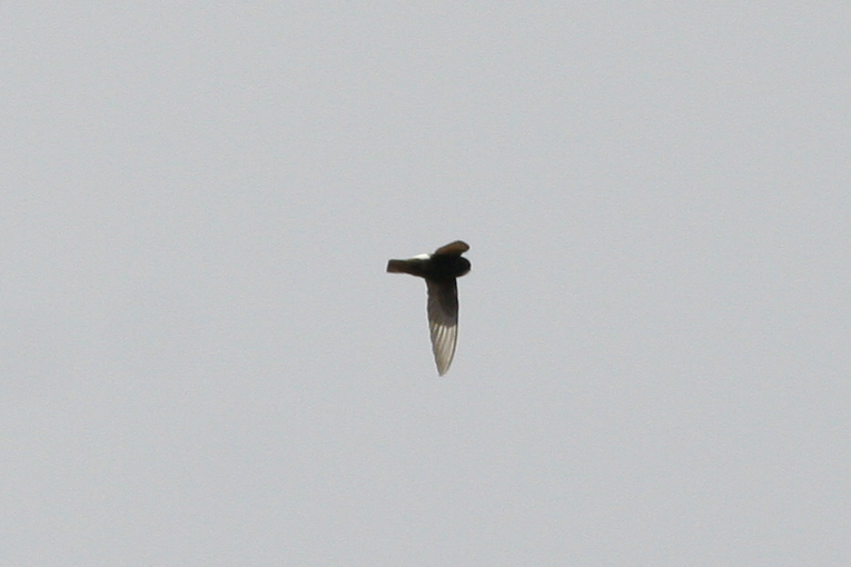 Little Swift (Apus affinis) Morocco - Marrakech 