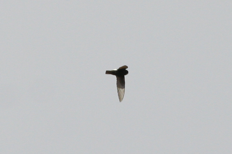 Little Swift (Apus affinis)