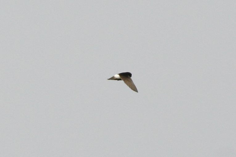Little Swift (Apus affinis) Morocco - Marrakech 
