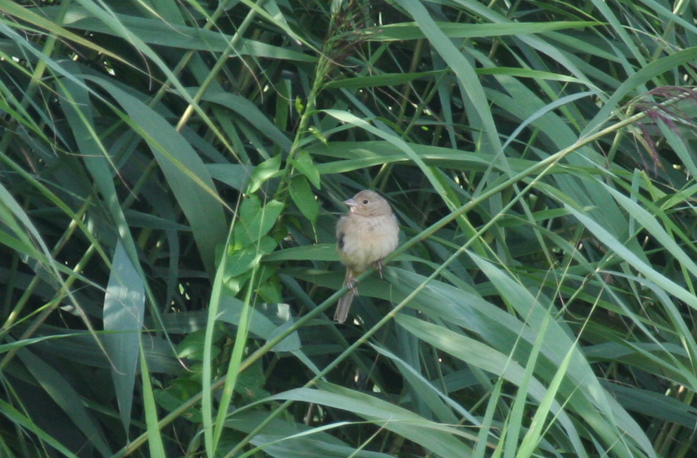 Black-headed Bunting (Emberiza melanocephala) Female 1st calendar year - Ridderkerk - Crezéepolder