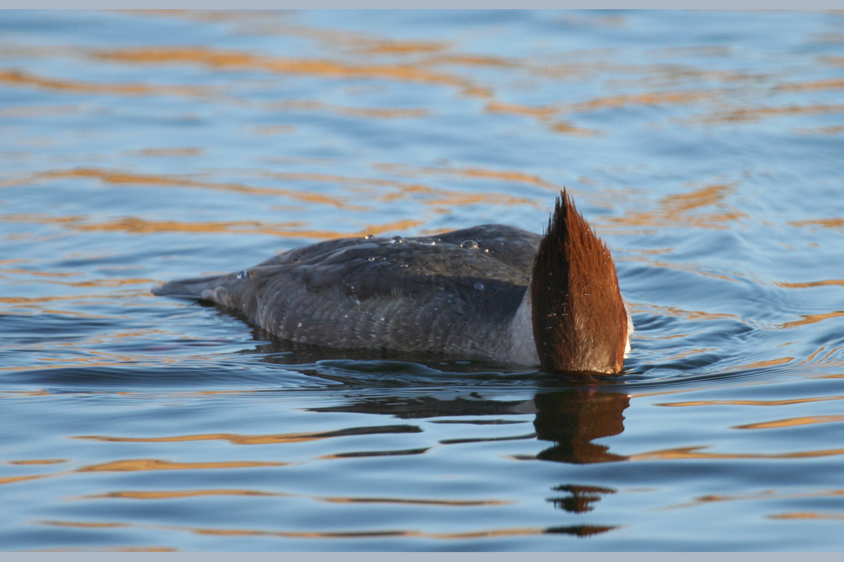 Common Merganser (Mergus merganser) Noordhollands Duinreservaat - Hoefijzermeer