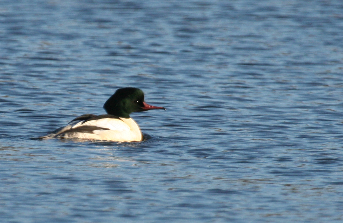 Common Merganser (Mergus merganser) Noordhollands Duinreservaat - Hoefijzermeer