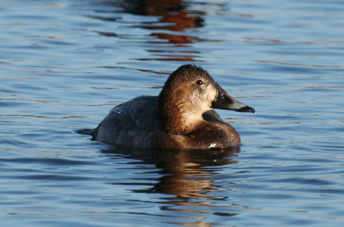 Common Pochard (Aythya ferina) Noordhollands Duinreservaat - Hoefijzermeer
