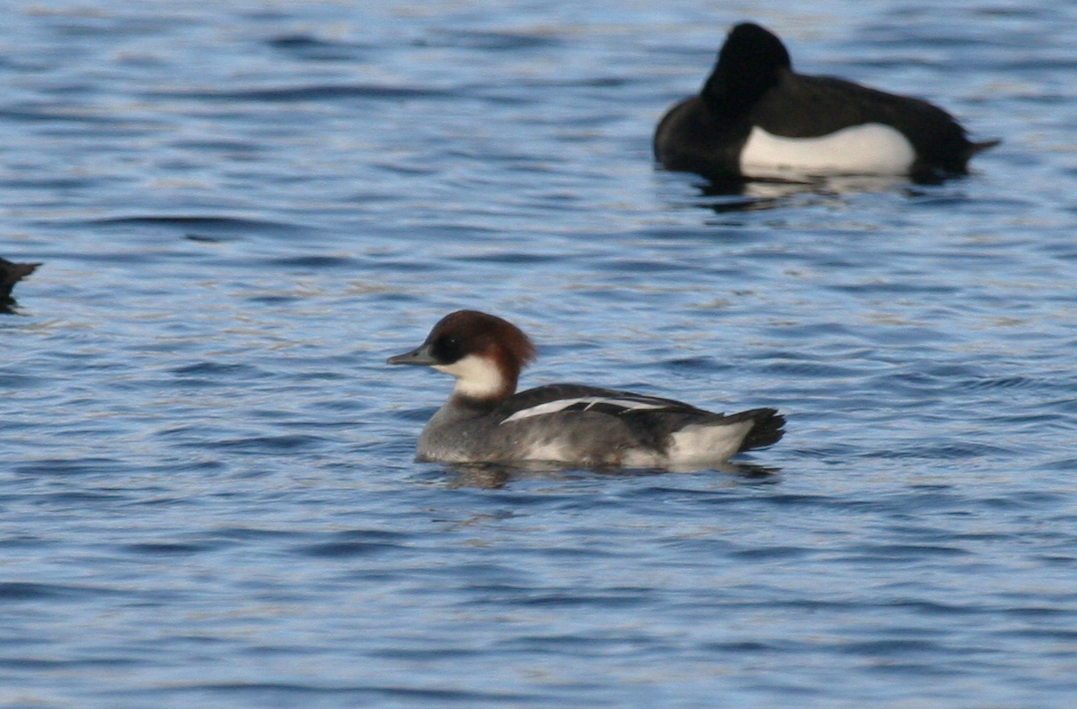 Smew (Mergellus albellus) Rotterdam - Bergsche plassen