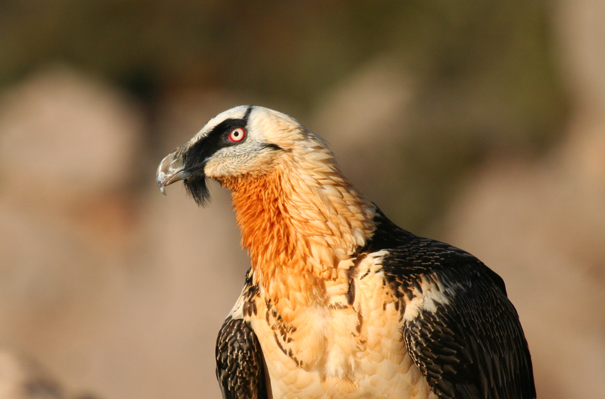 Bearded Vulture (Gypaetus barbatus barbatus) Spain - Collegats-Queralt - Gramuntill vulture feeding station