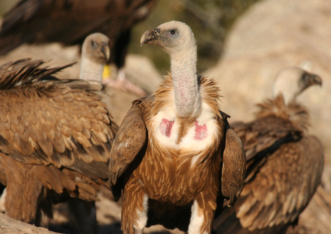 Griffon Vulture (Gyps fulvus) Spain - Collegats-Queralt - Gramuntill vulture feeding station