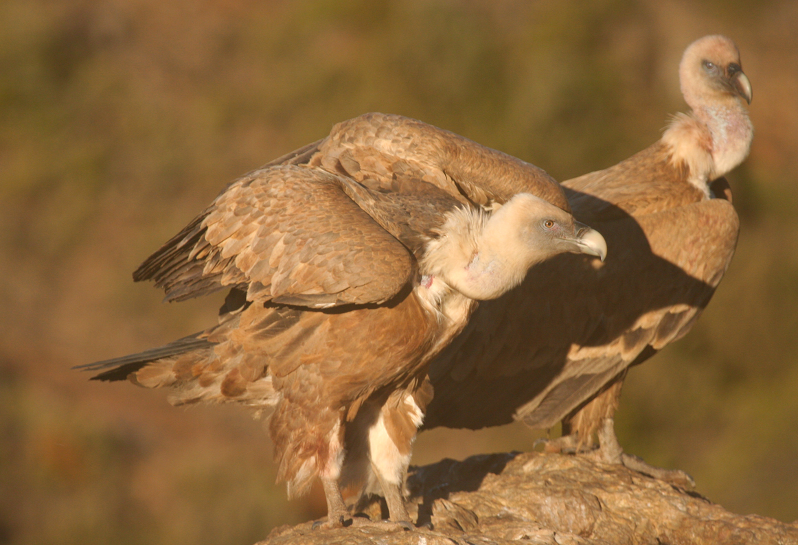 Griffon Vulture (Gyps fulvus) Spain - Collegats-Queralt - Gramuntill vulture feeding station