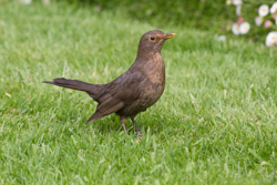 Common blackbird