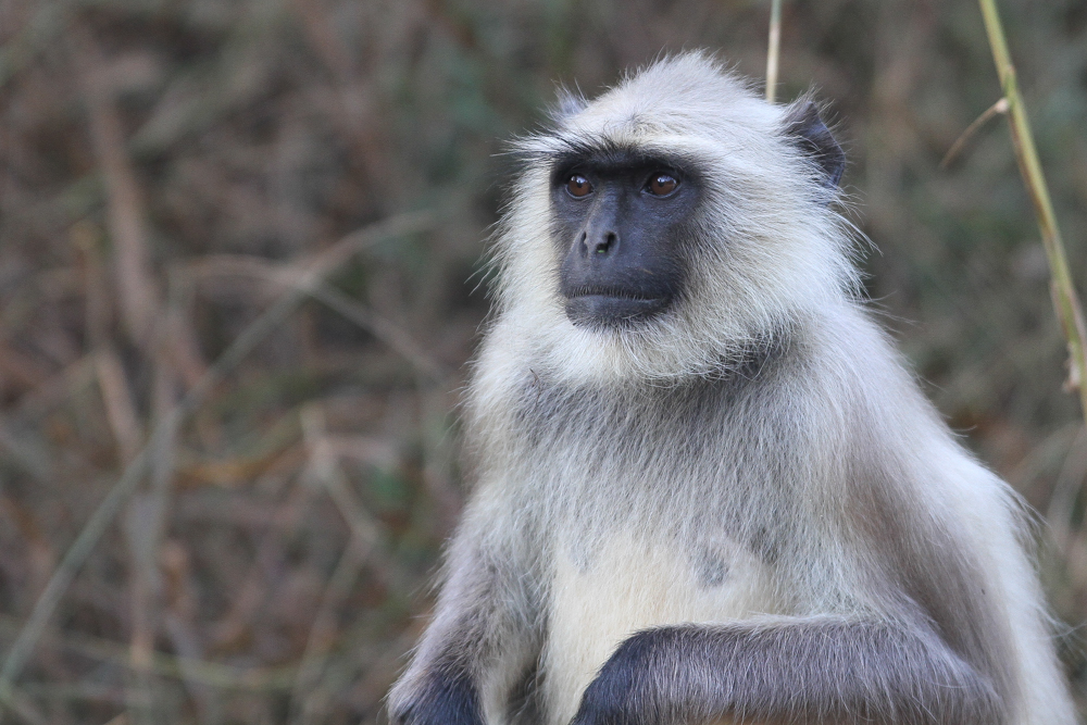 Southern plains grey langur