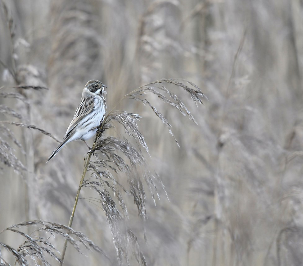 Rietzanger / Sedge Warbler (Retentiegebied Hengelo)