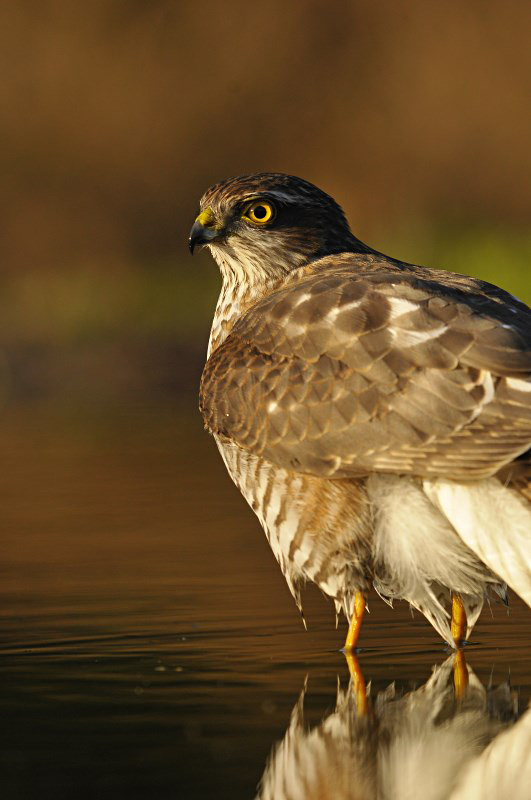 Sperwer / Eurasian Sparrowhawk (HBN-hut 3 Lemele)