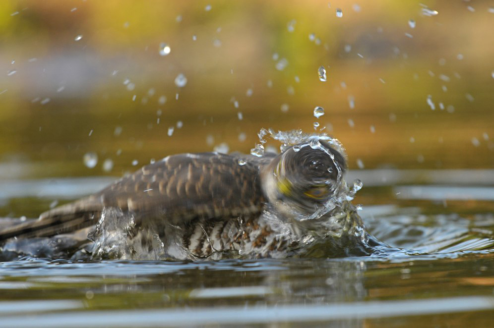 Sperwer / Eurasian Sparrowhawk (HBN-hut 3 Lemele)