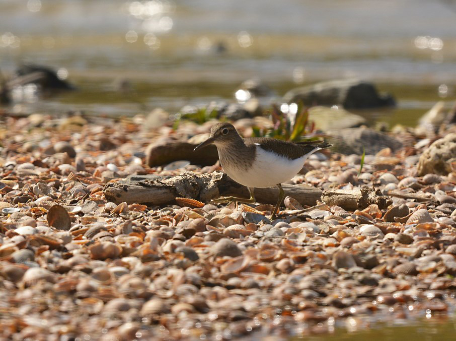 Oeverloper / Common Sandpiper (Hof van Twente)