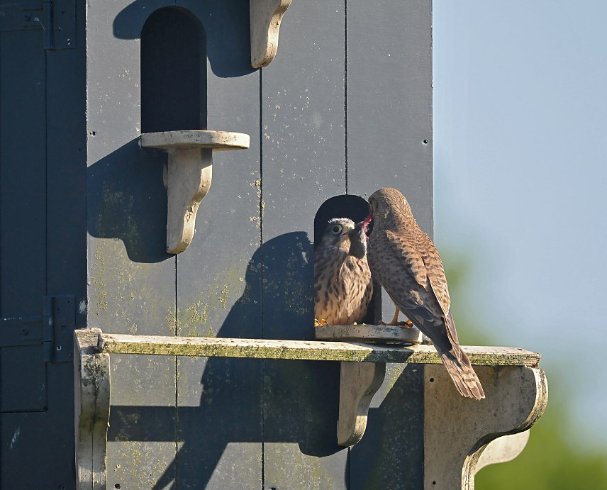 Torenvalk / Common Kestrel (Steenwijk