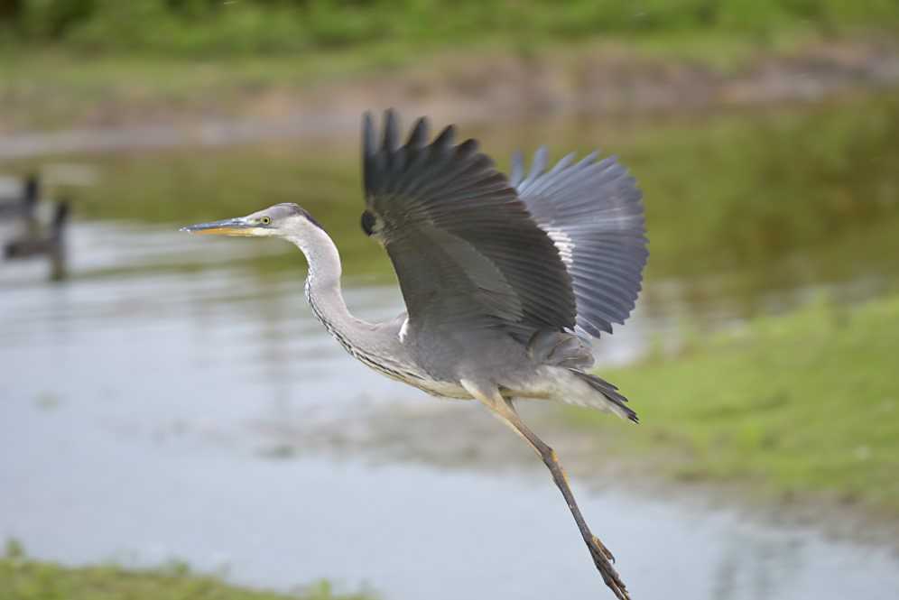 Blauwe Reiger / Grey Heron (de Oelemars)