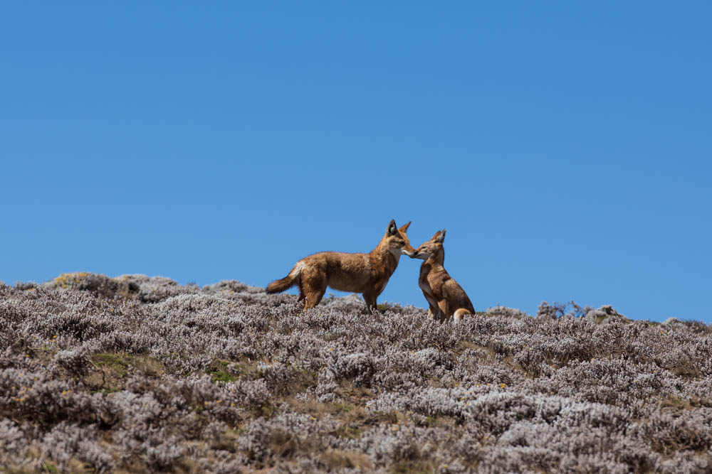 -4000 mt hoogte, Bale National park, wolven.jpg