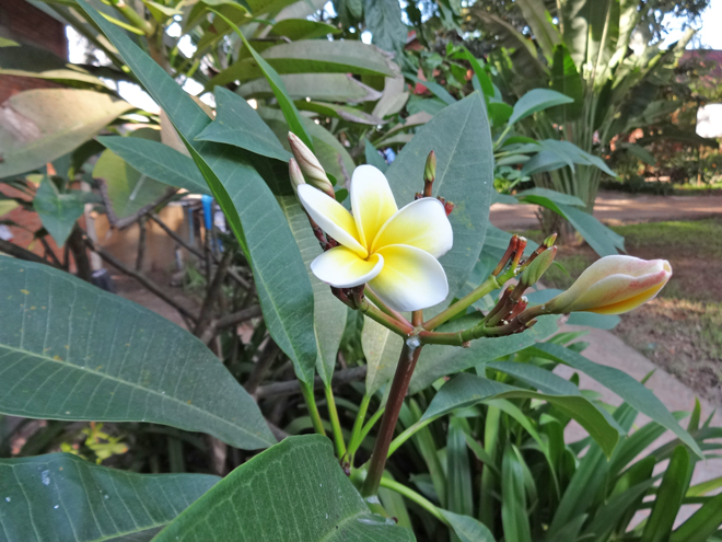 A flower at the Artisans dAngkor cooperative - Siem Reap, Cambodia