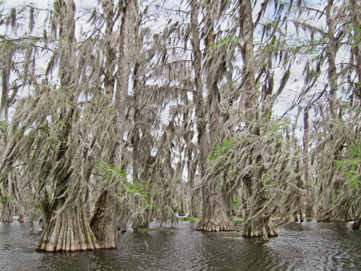 Lake Martin in southwestern Louisiana - as seen from our boat