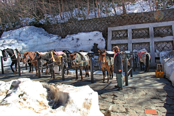 Judy petting horses used to explore Mt. Fuji - at the Fuji Subaru Line 5th Station - more than halfway up the side of Mt. Fuji 