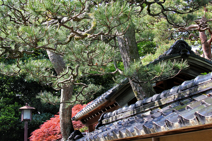 Two trees growing out of a house or its garden in the Naga-machi Samurai District in Kanazawa