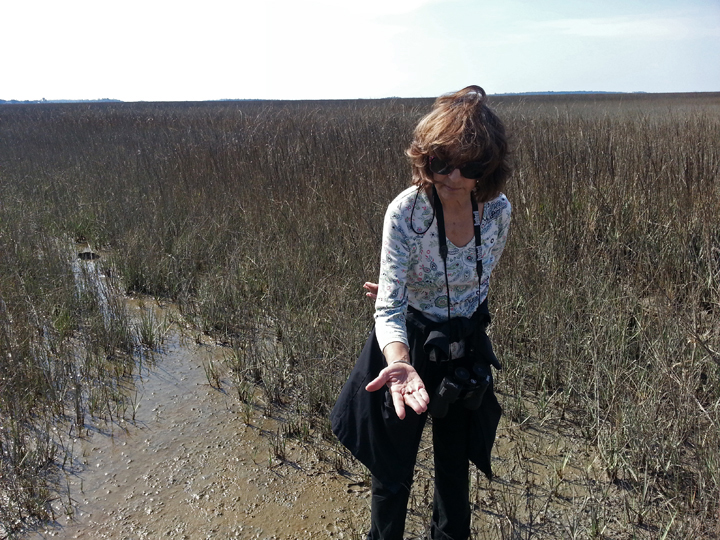 Judy examining insects in a sea marsh - part of our private, guided tour of the marsh - Tybee Island