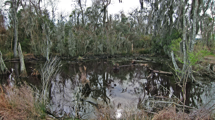 Home of alligators at the Savannah National Wildlife Refuge