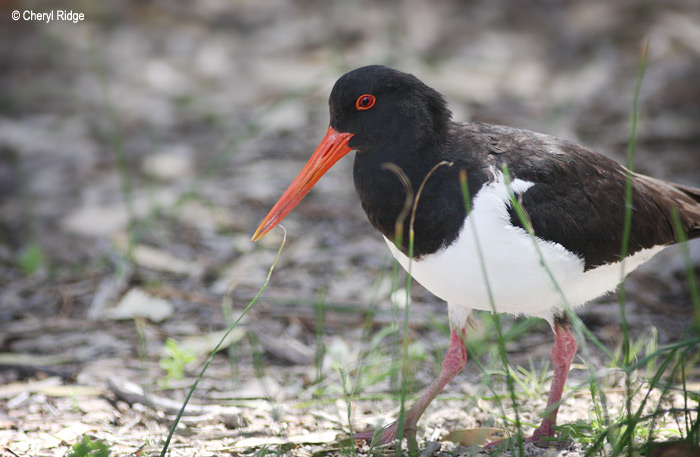 7096-pied-oystercatcher.jpg