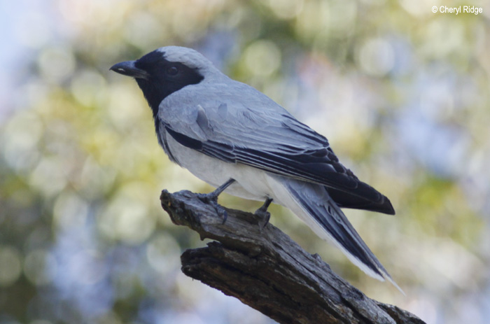 0237-bf-cuckoo-shrike.jpg