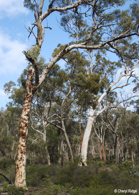 DSC00017-dryandra.jpg