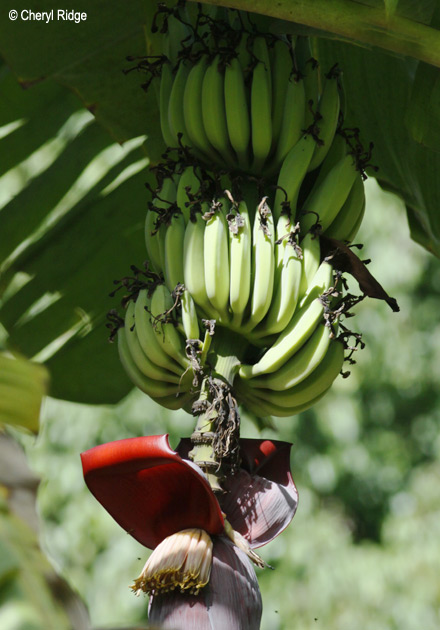 9696-daintree.jpg