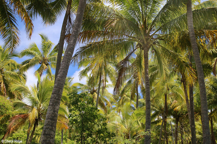 8166-isle-of-pines.jpg